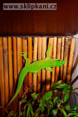 Phelsuma_madagascariensis grandis